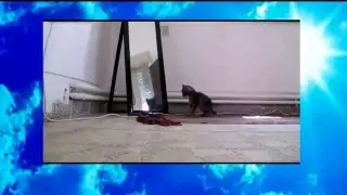 приколы про кошек котеки