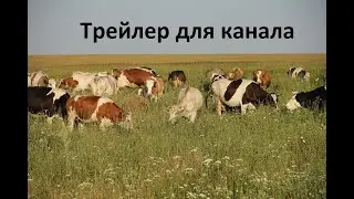 Трейлер