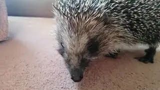 Ёжик пришел к нам в гости!