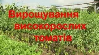 Вирощування високорослих томатів