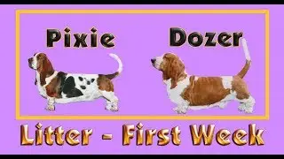 Pixie/Dozer Litter Week One