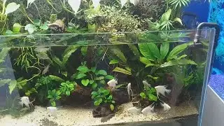 Поход в аквариумный центр Aquastar (Ташкент). Часть 3.