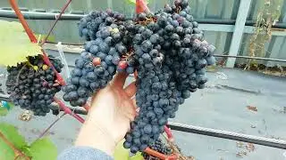 Технические сорта винограда. Курск. 6 сентября 2022 г.