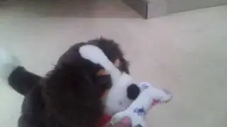 Billo the wonder dog