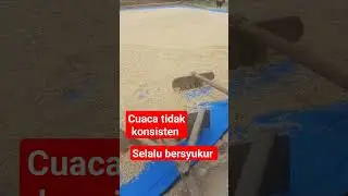 panen padi ditengah Elnino