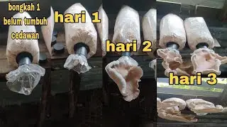 cara tanam cendawan tiram di rumah ‼️3 hari boleh tuai‼️