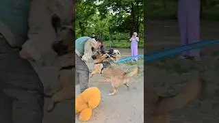 ‼️Powerful jaws💥 #STRAZHODESSA Dog training Odessa Ukraine