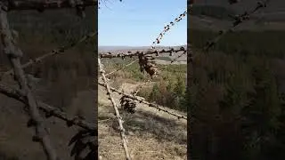Юшкадинская шишка