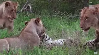 Сражение животных часть 4