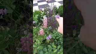 Соседи роз в регулярном саду.