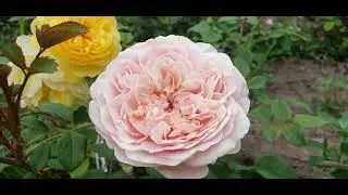 EDROSES/ Троянда 🌹Сенлітсу (Senlitsu), Keiji Kunieda ,Японія 2018 р. Чайно-гібридні .Зрізкові .