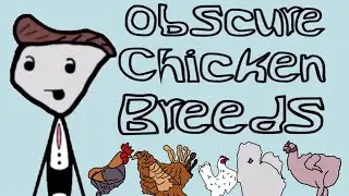 Pointless Information: Obscure Chicken Breeds