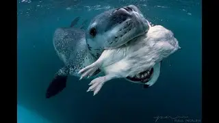 Ruler Of Everything (But Seals)