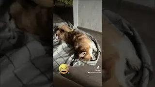 Геля валяет дурака😂
