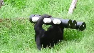 Sun Bear Pagi, August 28, 2019
