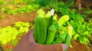 Um dia agriculturando comigo💖 (Agricultura + Estágio)