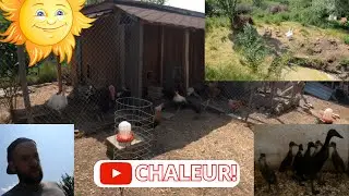 Petite visite d'été dans le Poulailler