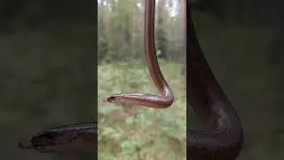 Медянка / Smooth Snake