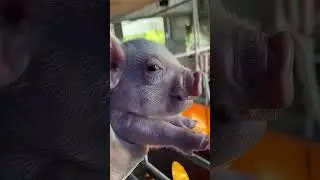 Who Should We Tag to See this Adorable Little Piggy?!
