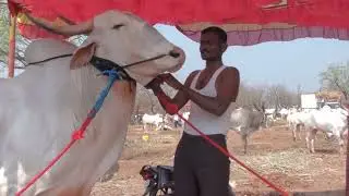 fantastic khillar studbull aratal village, aigali cattle fair,ಅರಟಾಳ್ ಗ್ರಾಮದ ಕಿಲಾರಿ ಹೋರಿ,ಐಗಳಿ ಜಾತ್ರೆ