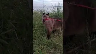 Кот Эверест на прогулке у реки