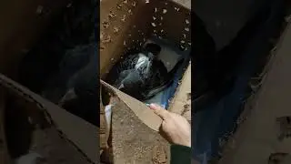 Возможно ли помощь такому зверю? Помогать нужно всем, или есть разница?