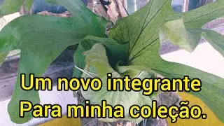 chifre de veado superbum/ As mudas de chifre de veado estão brotando.