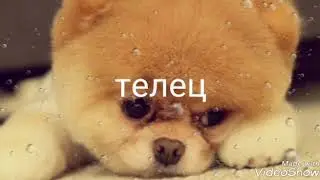 Какая ты собака по знаку зодиака