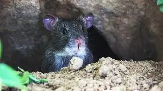 Screaming Agitated Rat Sound Effect