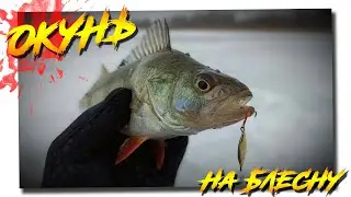 Winter fishing - perch on a spinner!