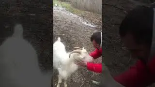 #экскурсия . Красотки🐐☺️#goat #guide