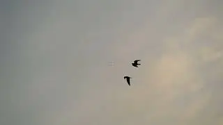 brdpgsus