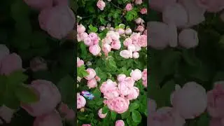 🔥🌹  Валерий Леонтьев 