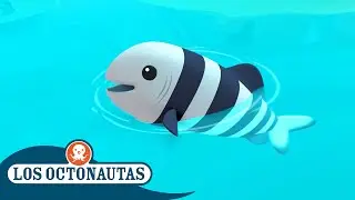 Los Octonautas - 🐟 El pez piloto hambriento 🦈 | Episodios Completos