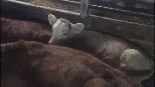 Как поживают коровы?
