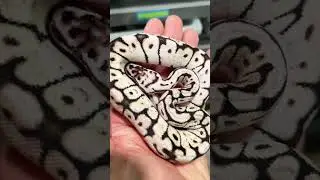 TSK Zebra Bee 50% Het Clown Ball Python