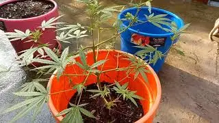 The Complete Beginner's Guide to Caring for Cannabis Plants. One month old. LST