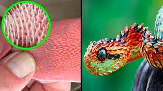 The Most Unique Animals In The World