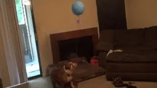 English Bulldog Wants Balloon