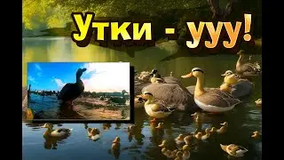 МНОГО УТОК НА ВОЛГЕ