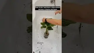Первая помощь при заражении растения Мучнистым червецом / Борьба с мучнистым червецом