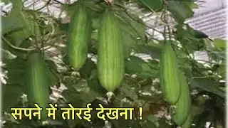 सपने में तोरई देखने का मतलब । सपने में नेनुवा देखना । Sapne me nenuwa vegetable dekhna ।