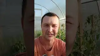 Андрей и поросята