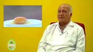 TAZE YUMURTA NASIL ANLAŞILIR ?