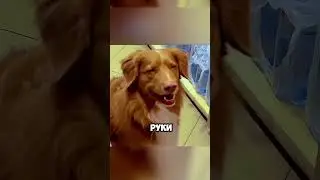 Он не мог оставить своих друзей голодными..🥺 