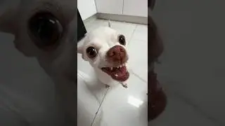 She want to kiss me or to bite me🤣🤣?? 