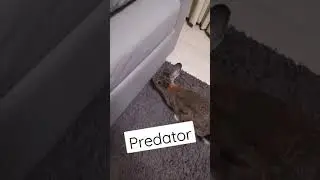 Rabbit: Apex Predator