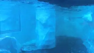 Пингвины