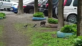 Сороки прогоняют кота от дерева, где они построили гнездо.