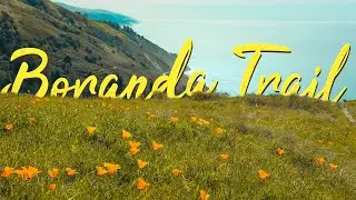 California Poppy Flowers on the Boranda Trail in Big Sur